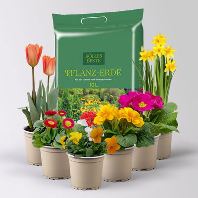 Pflanzen-Set Frischer Frühling, 6 Pflanzen inkl. Erde