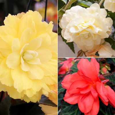 Begonie aufrecht, Farbe zufällig, Topf-Ø 13 cm, 6 Pflanzen Begonie aufrecht, Farbe zufällig, Topf-Ø 13 cm, 6 Pflanzen