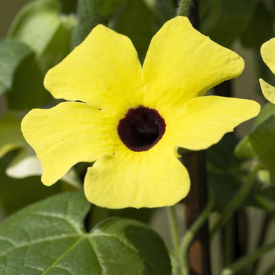 Schwarzäugige Susanne gelb, Pyramide, Topf -Ø 17 cm, Höhe ca. 60 cm