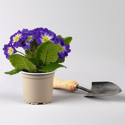 Primel 'Starflame', Farben zufällig, geflammt, Topf-Ø 11 cm, 8 Pflanzen