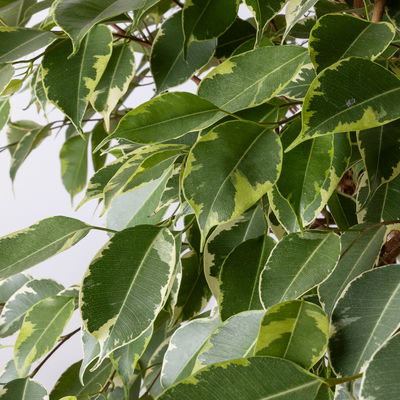 Birkenfeige 'Safrana', Flechtstamm, Topf-Ø 17 cm, Höhe ca. 65 cm Birkenfeige 'Safrana', Flechtstamm, Topf-Ø 17 cm, Höhe ca. 65 cm