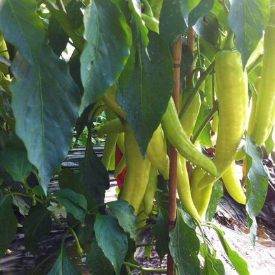 Blu Bio Chili 'Bullhorn Chili', Topf-Ø 12 cm, 3er-Set Blu Bio Chili 'Bullhorn Chili', Topf-Ø 12 cm, 3er-Set