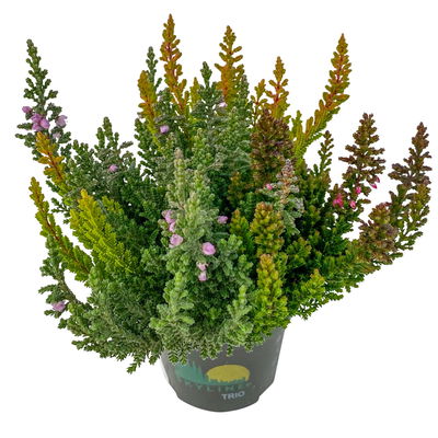 Besenheide SKYLINE® 'Trio', Mischung zufällig, Topf-Ø 6 cm, 12 Pflanzen Besenheide SKYLINE® 'Trio', Mischung zufällig, Topf-Ø 6 cm, 12 Pflanzen
