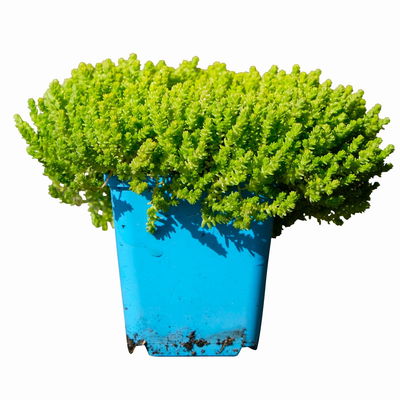 Scharfer Mauerpfeffer 'Aureum' gelb, 9x9 cm, 3 Pflanzen Scharfer Mauerpfeffer 'Aureum' gelb, 9x9 cm, 3 Pflanzen