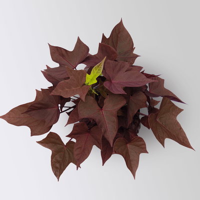 Grabbepflanzung Sommer weiß-rosa, 12 Pflanzen