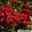 Zwergrose 'Alberich', rot, halbgefüllte Blüten, Topf 3 Liter