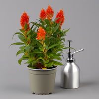 Celosia 'Kelos Fire Orange' orange, Topf-Ø 12 cm, 6 Stück