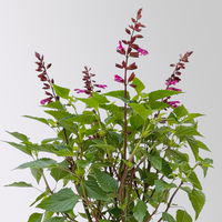 Ziersalbei 'Strawberry Lake' pink, Topf-Ø 21 cm, Höhe ca. 40 cm