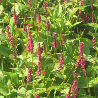 Kerzenknöterich, rot, Topf 11x11 cm, 3 Pflanzen