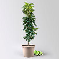 Kölle Bio Säulenapfel 'Sonate'Ⓢ, Unterlage MM 111, Topf 10 Liter