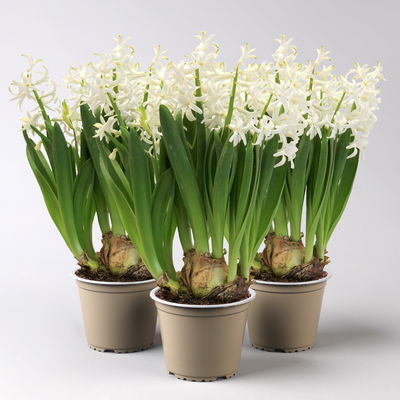 Hyazinthe, weiß, vorgetrieben, mehrblütig, Topf-Ø 14 cm, 3 Pflanzen