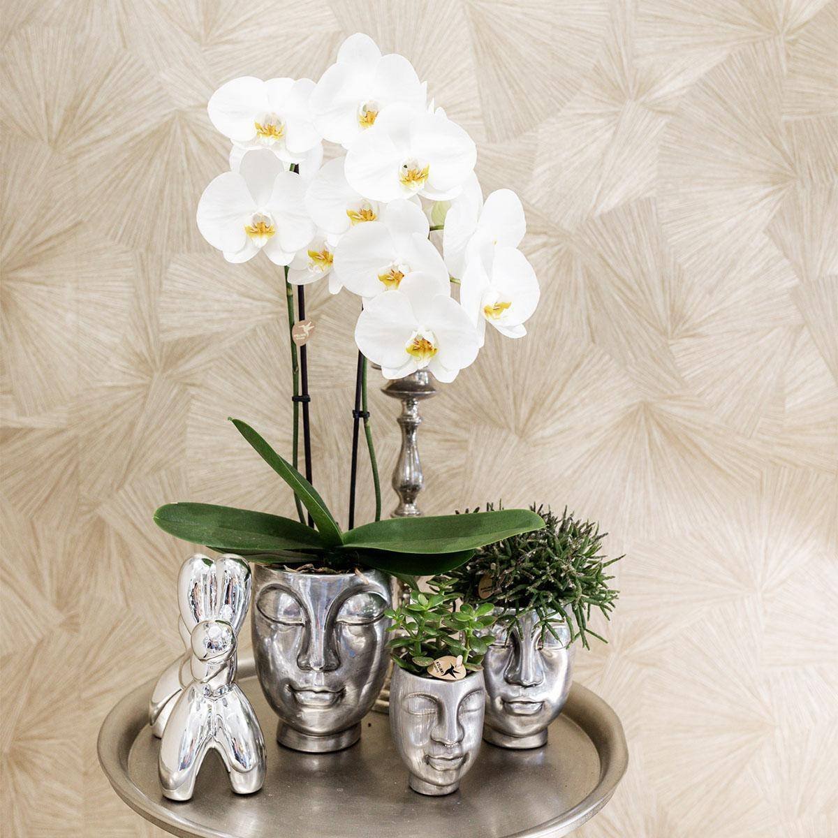 Geschenkset Orchidee & Sukkulente, silber, inkl. Übertöpfen und Dekotablett