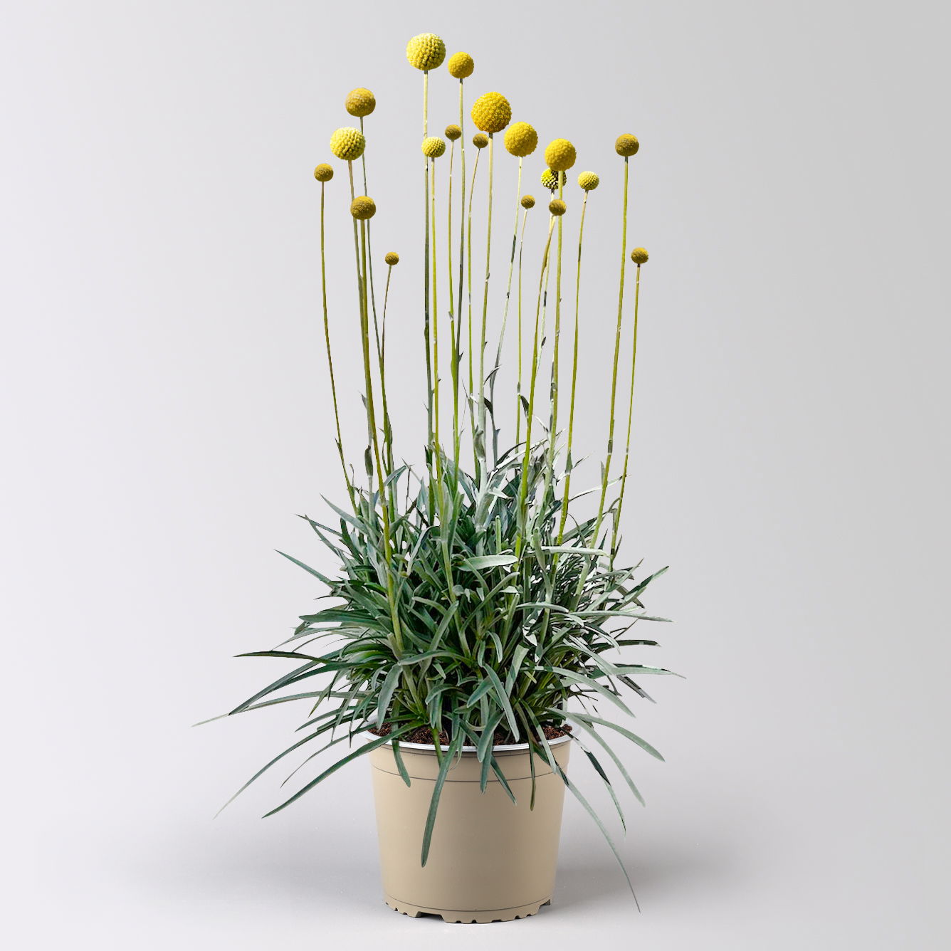 Craspedia, gelb, Topf-Ø 17 cm, 2 Pflanzen Craspedia, gelb, Topf-Ø 17 cm, 2 Pflanzen