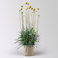 Craspedia, gelb, Topf-Ø 17 cm, 2 Pflanzen Craspedia, gelb, Topf-Ø 17 cm, 2 Pflanzen