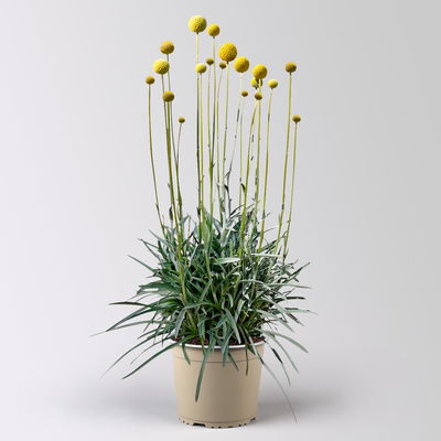 Craspedia, gelb, Topf-Ø 17 cm, 2 Pflanzen Craspedia, gelb, Topf-Ø 17 cm, 2 Pflanzen