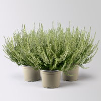 Knospenheide, weiß, Topf-Ø 17 cm, 3 Pflanzen