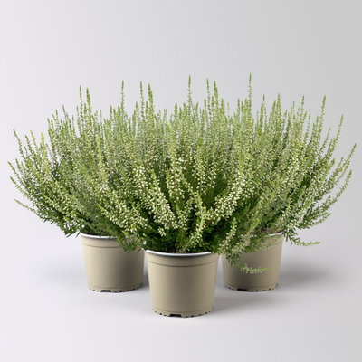 Knospenheide, weiß, Topf-Ø 17 cm, 3 Pflanzen