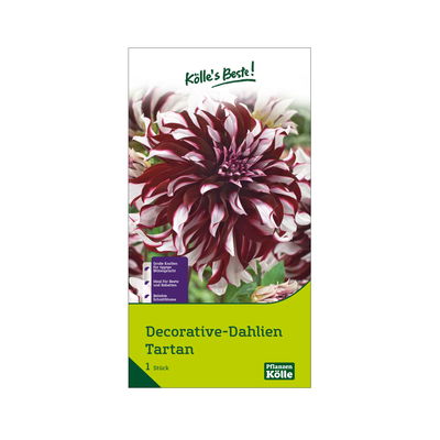 Kölles Beste Decorative Dahlie 'Tartan' lila/weiß, 1 Blumenknolle