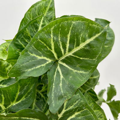 Syngonium 'Arrow', Topf-Ø 14cm, Höhe ca. 30 cm, 2 Stück Syngonium 'Arrow', Topf-Ø 14cm, Höhe ca. 30 cm, 2 Stück