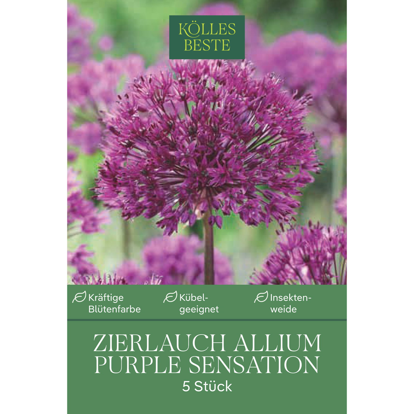 Kölles Beste Allium 'Purple Sensation', 5 Blumenzwiebeln