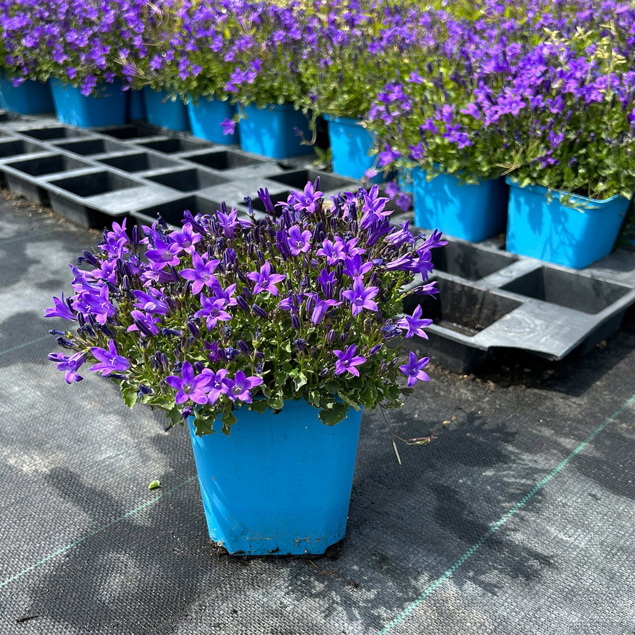 Bio Campanula portenschlagiana blau, Topf 11x11 cm, 3 Pflanzen Bio Campanula portenschlagiana blau, Topf 11x11 cm, 3 Pflanzen