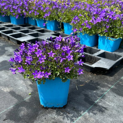 Bio Campanula portenschlagiana blau, Topf 11x11 cm, 3 Pflanzen Bio Campanula portenschlagiana blau, Topf 11x11 cm, 3 Pflanzen