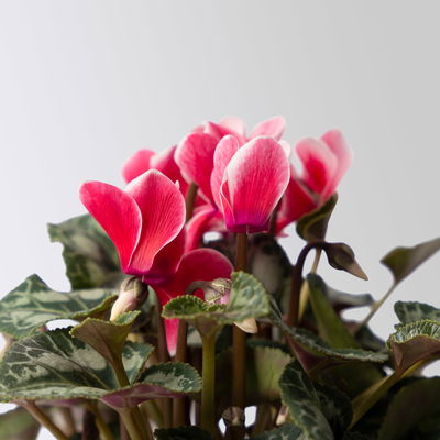 Alpenveilchen 'Picola Shine®' weiß-rot, Topf-Ø 10,5 cm, 8 Pflanzen Alpenveilchen 'Picola Shine®' weiß-rot, Topf-Ø 10,5 cm, 8 Pflanzen