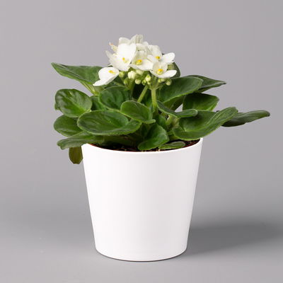 Usambaraveilchen in Keramiktopf Dallas weiß, weiß, Topf-Ø 12 cm, 3er-Set Usambaraveilchen in Keramiktopf Dallas weiß, weiß, Topf-Ø 12 cm, 3er-Set