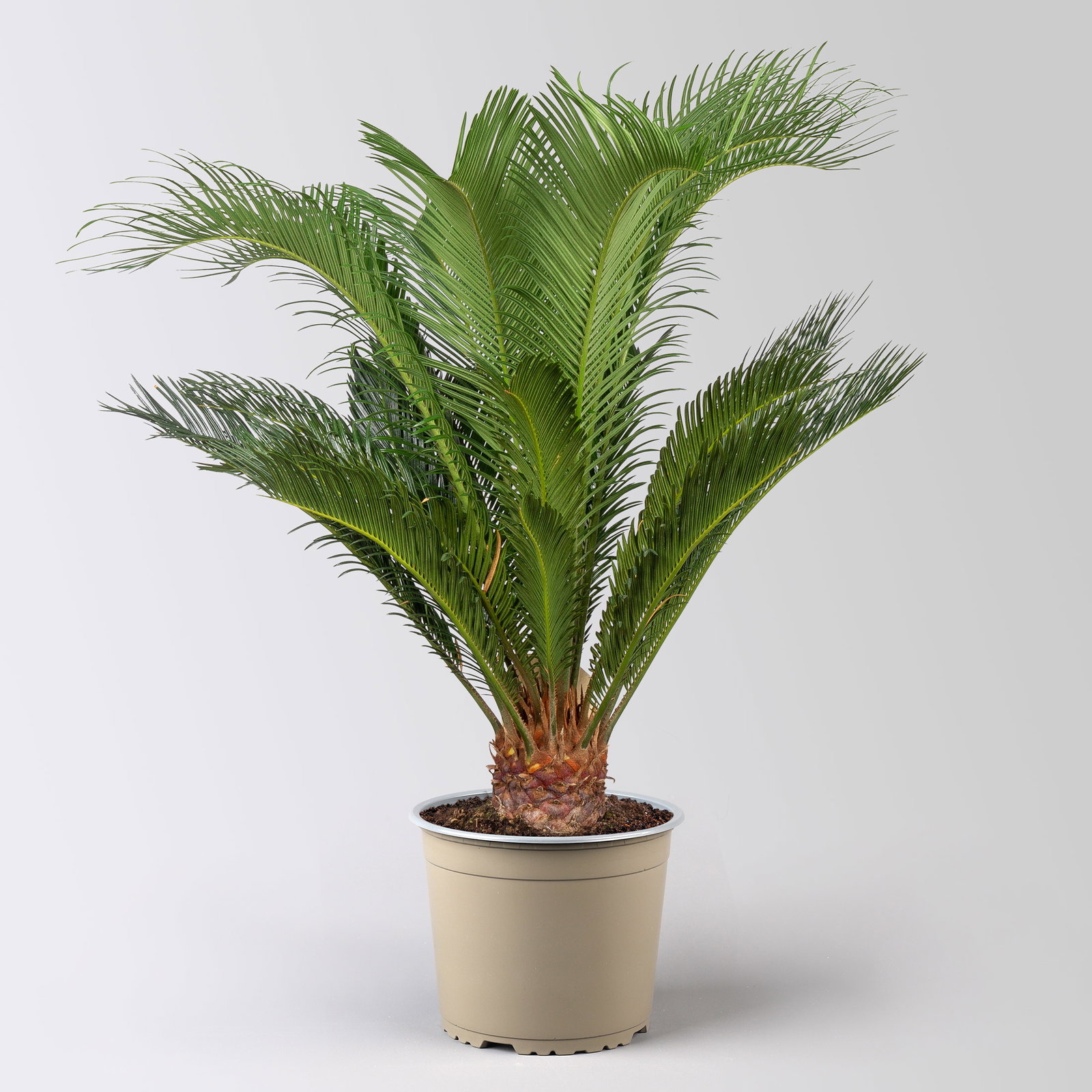 Palmfarn, Topf-Ø 17 cm, Höhe ca. 60 cm, in Topf Byron