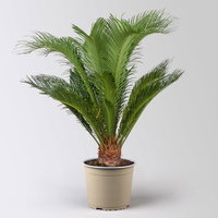 Palmfarn, Topf-Ø 17 cm, Höhe ca. 60 cm, in Topf Byron