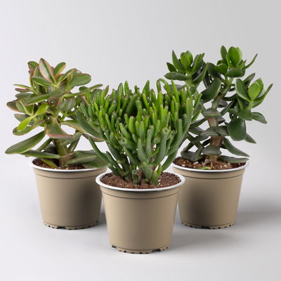 Geldbaum, verschiedene Formen, Topf-Ø 12 cm, Höhe ca. 20 cm, 3er-Set Geldbaum, verschiedene Formen, Topf-Ø 12 cm, Höhe ca. 20 cm, 3er-Set