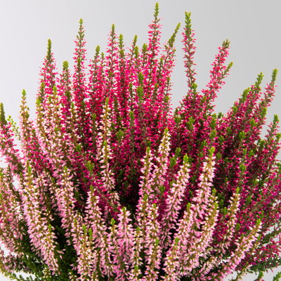 Knospenheide Trio 'Wildberry Wonder', rosa-rot-lila, Topf-Ø 11 cm, 6 Pflanzen Knospenheide Trio 'Wildberry Wonder', rosa-rot-lila, Topf-Ø 11 cm, 6 Pflanzen