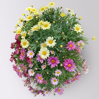 Margerite 'Trio', rosa-gelb-rot, Topf-Ø 19 cm, 2 Pflanzen Margerite 'Trio', rosa-gelb-rot, Topf-Ø 19 cm, 2 Pflanzen