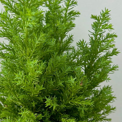 Gelbe Kegelzypresse 'Ellwood's Gold', Topf-Ø  9 cm, 8 Pflanzen