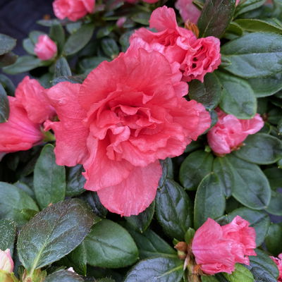 Azalee lachs gefüllt im Keramiktopf Dallas anthrazit, Topf-Ø 12 cm, 3er-Set Azalee lachs gefüllt im Keramiktopf Dallas anthrazit, Topf-Ø 12 cm, 3er-Set