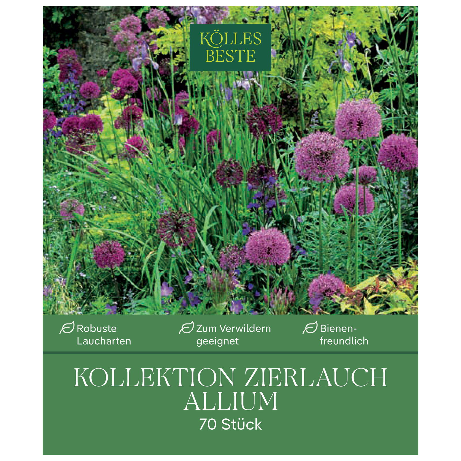 Zierlauch-Kollektion 70 Alliumzwiebeln