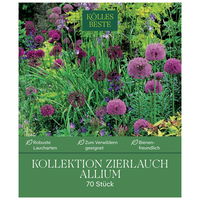 Zierlauch-Kollektion 70 Alliumzwiebeln
