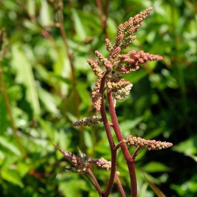 Bio Prachtspiere, rosa, Topf 11x11 cm