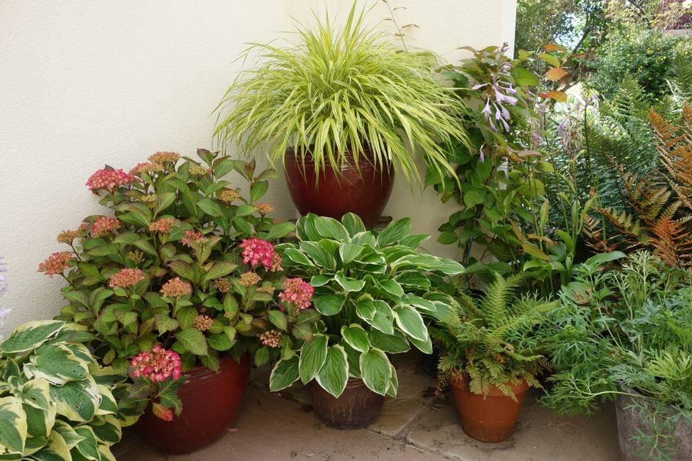 Verschiedene Pflanzen in Töpfen auf einem schattigen Balkon