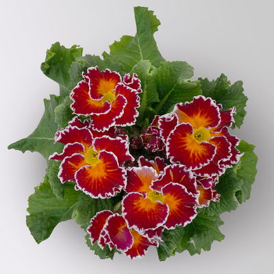 Primel 'Sirococco', Farben zufällig, gerüscht, Topf-Ø 11 cm, 8 Pflanzen