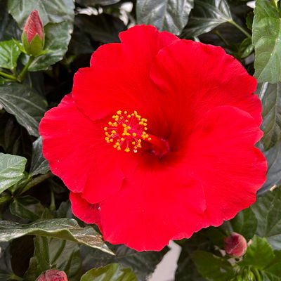 Hibiskus, rot, Stamm, Topf-Ø 23 cm, Höhe ca. 120 cm