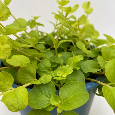 Bio Pfennigkraut 'Goldilocks', gelb, Topf-Ø 12 cm, 6 Stück