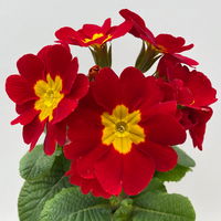 Pflanzenkreation Frühlingskick, 12 Pflanzen inkl. Erde