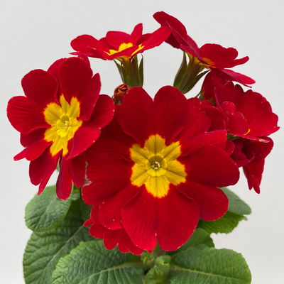 Pflanzenkreation Frühlingskick, 12 Pflanzen inkl. Erde