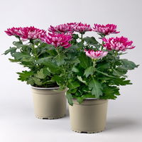 Chrysantheme 'Chrysanne® Zembla' lila, großblumig, Topf-Ø 17cm, 2 Stück