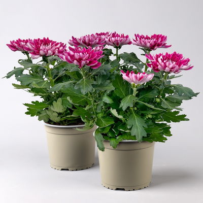 Chrysantheme 'Chrysanne® Zembla', lila, großblumig, Topf-Ø 17cm, 2 Pflanzen
