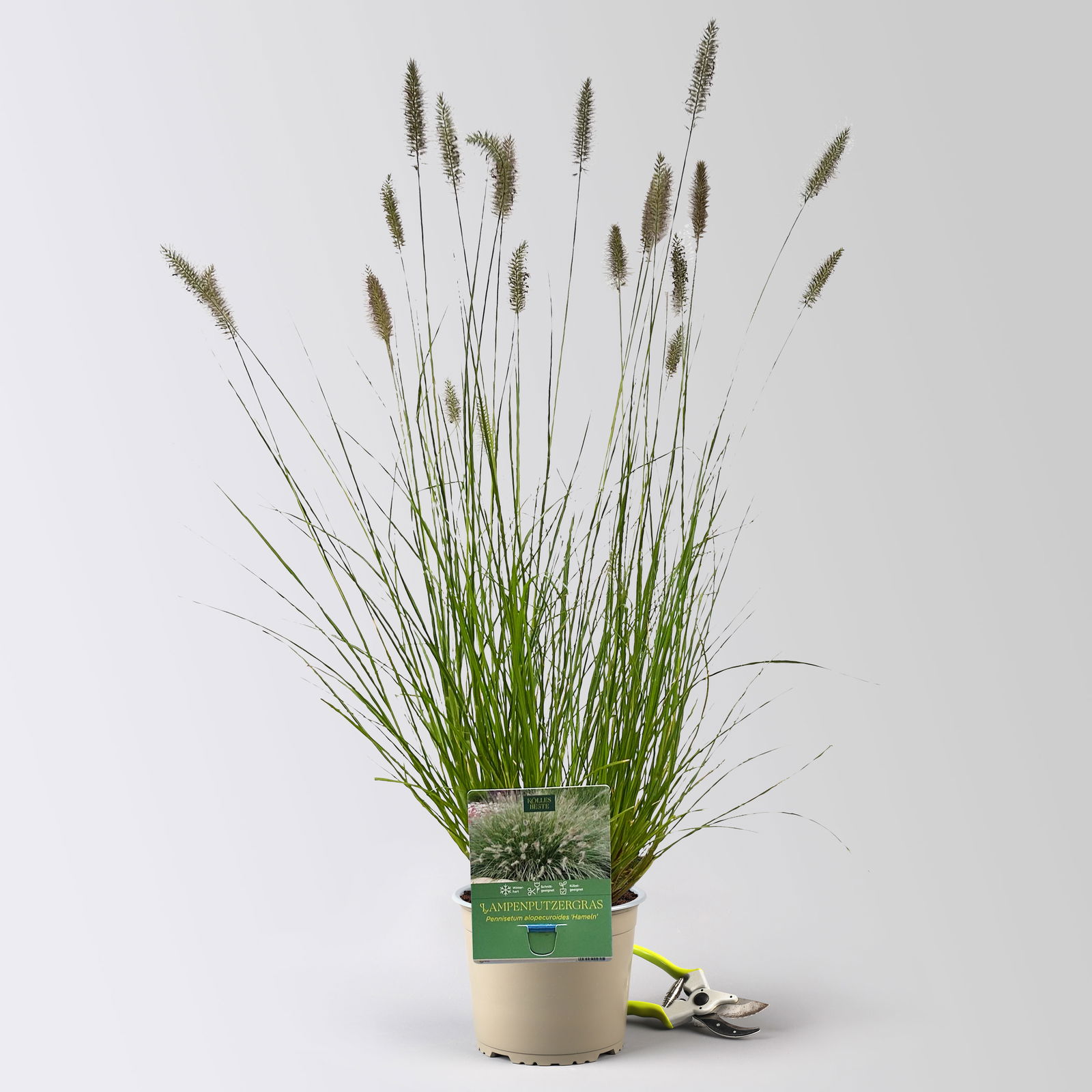 Kölles Beste Lampenputzergras 'Hameln', 19 cm Topf