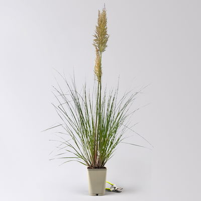 Bio Pampasgras 'Pumila', Topf 5 Liter