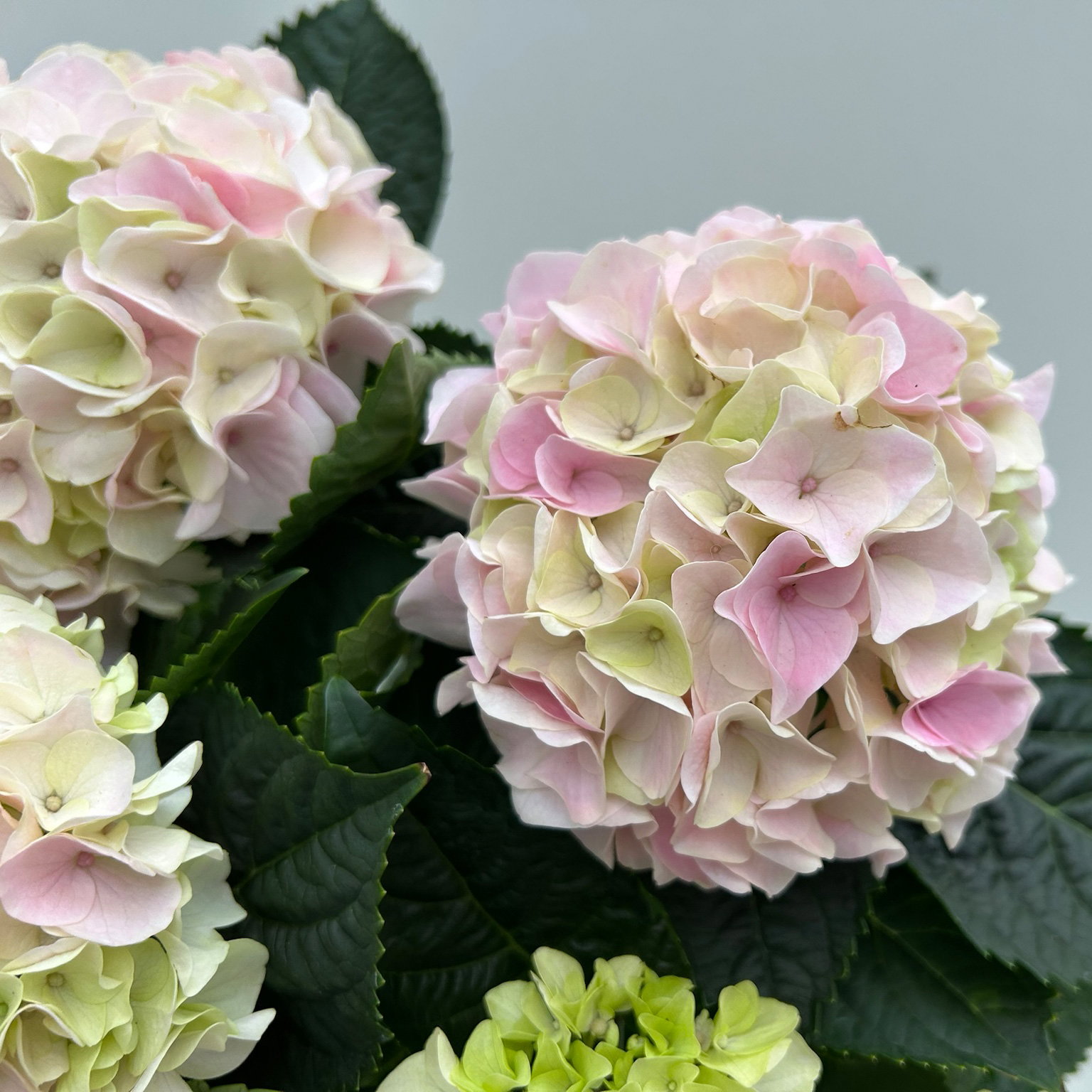 Hortensie 'Hi Diamond', rosa, Topf-Ø 14 cm, Höhe ca. 40 cm, 2 Pflanzen