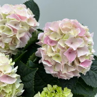 Hortensie 'Hi Diamond', rosa, Topf-Ø 14 cm, Höhe ca. 40 cm, 2 Pflanzen